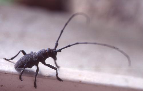 Morimus asper